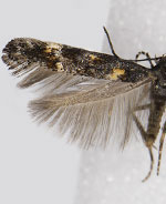Mompha achlyognoma