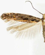 Aristotelia corallina complex