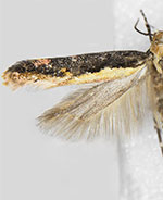 Aristotelia corallina complex