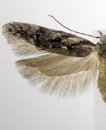 Carpatolechia belangerella