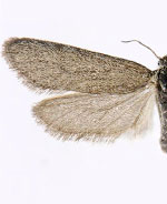 Pliniaca n. sp.