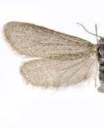 Pliniaca n. sp.
