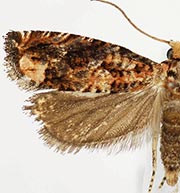 Epiblema glaseri