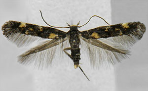 Mompha achlyognoma