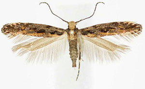 Aristotelia corallina complex
