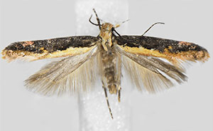 Aristotelia corallina complex