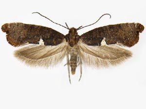 Acrolepiopsis incertella