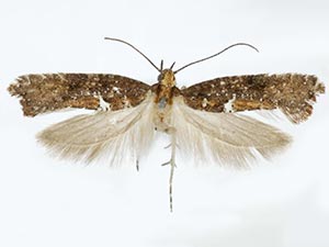 Acrolepiopsis californica
