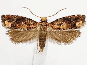 Epiblema glaseri