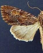 Apamea atrosuffusa