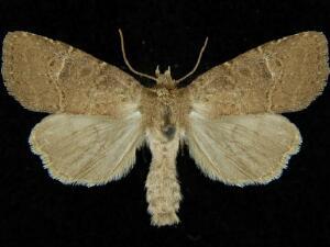 Anhimella perbrunnea