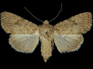 Anhimella perbrunnea