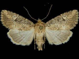 Anhimella contrahens