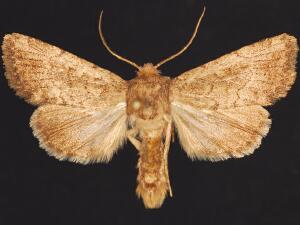 Nudorthodes texana
