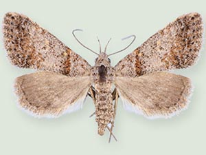 Bleptina extincta