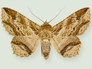 Zale lafontainei