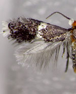 Ectoedemia platanella