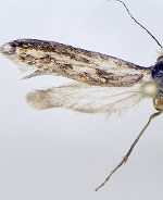 Prodoxus pallida