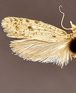 Amydria confusella
