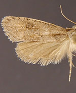 Acrolophus kearfotti