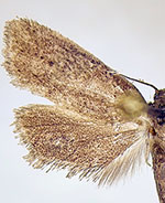Acrolophus spilotus