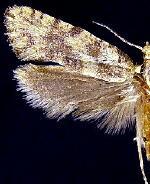 Acrolophus spp.