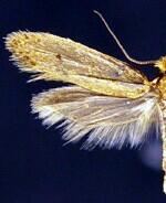 Tinea carnariella