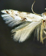 Bucculatrix nigripunctella