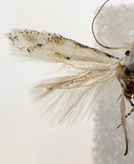 Bucculatrix sphaeralceae