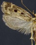 Martyringa latipennis