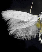Elachista virgatula