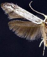Coleophora spp.