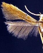 Coleophora spp.