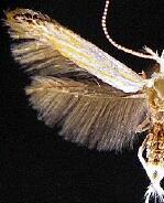 Coleophora spp.
