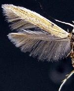 Coleophora spp.