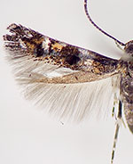 Mompha argentimaculella