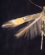 Cosmopterix magophila