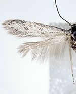 Teladoma murina