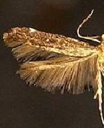 Perimede erema