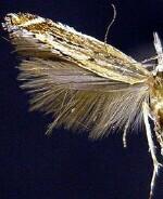 Isophrictis anteliella