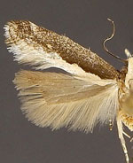 Aristotelia corallina complex