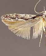 Coleotechnites condignella