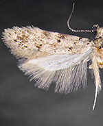 Pseudotelphusa incana