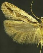 Prolita variabilis