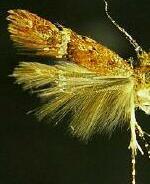 Eudactylota iobapta