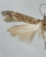 Gnorimoschema alaskense