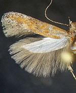 Gnorimoschema sporomochla