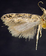 Symmetrischema pallidochrella