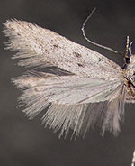 Scrobipalpopsis petrella