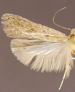 Chionodes whitmanella